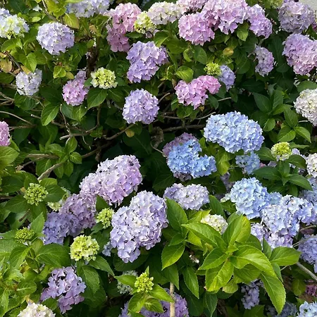 Zur Hortensie - Ruhige Nahe Bodensee